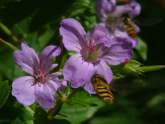 Geranium nodosum bestellen